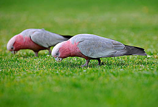 粉红凤头鹦鹉,美冠鹦鹉,粉色,灰色,澳大利亚