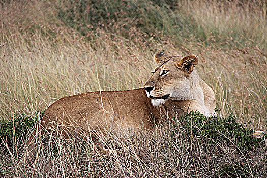 肯尼亚非洲大草原狮子-母狮回头