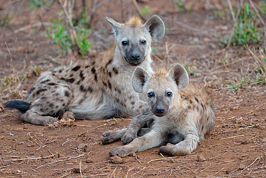 斑点土狼,笑,鬣狗,斑鬣狗,卧,看镜头,克鲁格国家公园,南非,非洲