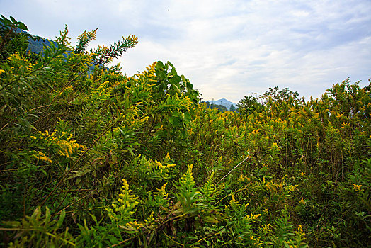 杂草,野外,黄花,房子