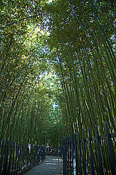 竹林中的小路