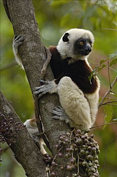 马达加斯加狐猴,水果,双子叶植物,本土动植物,树,严厉,自然保护区,西部,落叶林,马达加斯加