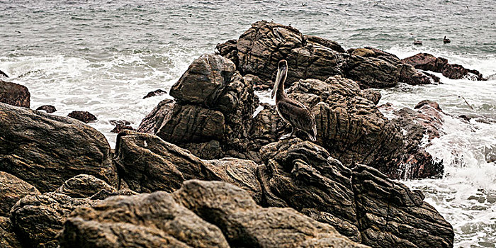 鹈鹕,岩石上,海岸,墨西哥