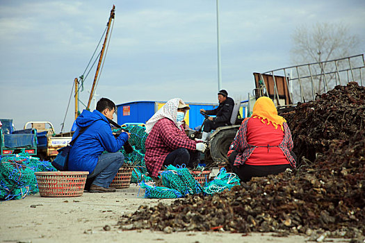 山东省日照市,渔民备战海上春播忙,牡蛎,扇贝养殖正当时