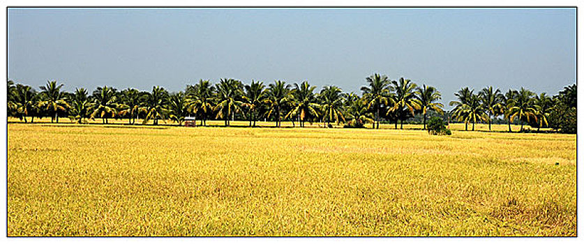 全景,金色,稻田,孟加拉,十二月,2006年