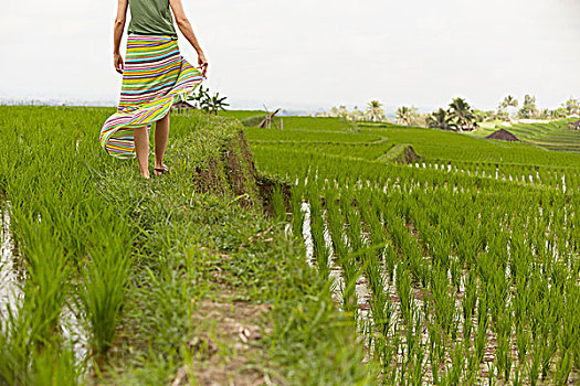 后视图,女人,漫步,稻田,巴厘岛,印度尼西亚