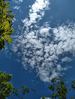 蓝天白云,绿树