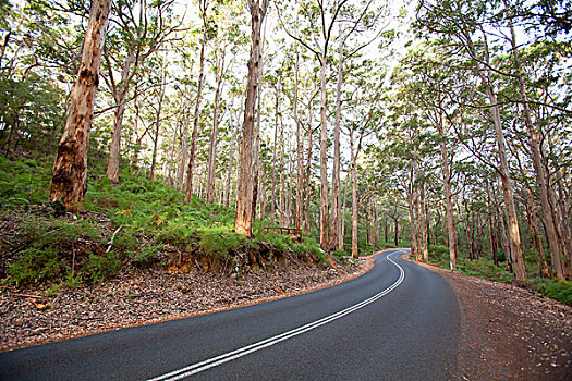 公路,树,树林,靠近,玛格丽特河,西澳大利亚,澳大利亚