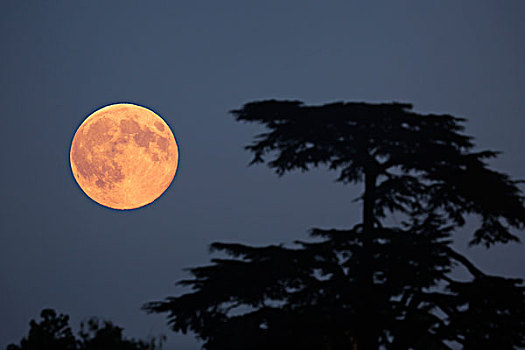 法国,塞纳河,普罗旺斯,月亮,最大,满月,月出,高处,树