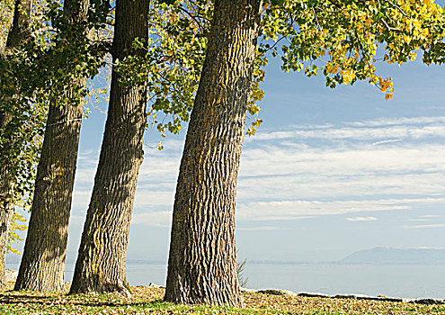 瑞士,树,远眺,湖
