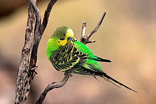 虎皮鹦鹉,波形,成年,雄性,梳理,栖息,枝头,爱丽丝泉,北领地州,澳大利亚