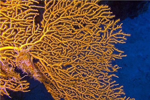 巨大,柳珊瑚目,热带,海洋,水下
