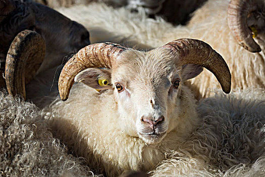 绵羊,耳标,迁徙,靠近,冰岛,欧洲