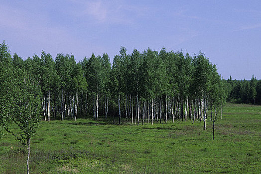俄罗斯,西伯利亚,靠近,针叶林带,树林,风景,桦树