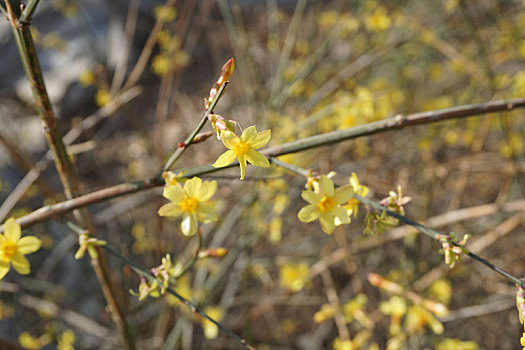 小黄花