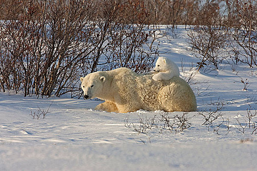 星期,北极熊,放松,背影,瓦普斯克国家公园,曼尼托巴,加拿大,冬天