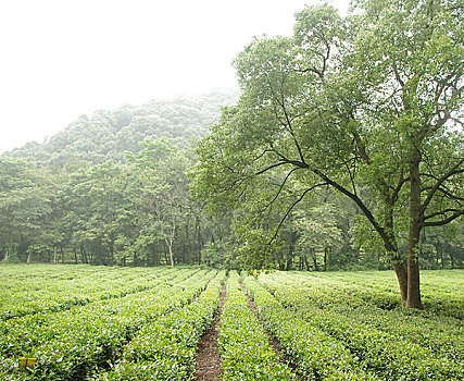 杭州茶园