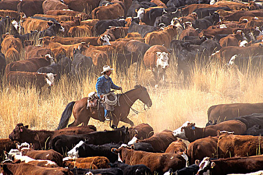 牛仔,马,围绕,牲畜,赶牛