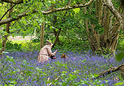 摄影,狗,英国,野风信子,花,树林
