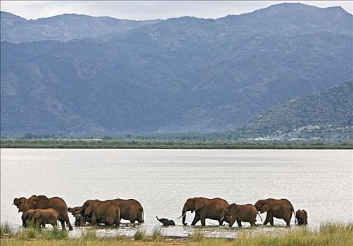肯尼亚,西察沃国家公园,非洲象,饮料,嬉戏,湖,山峦,支配,风景,红色,色调,浓厚,皮肤,结果,灰尘,独特