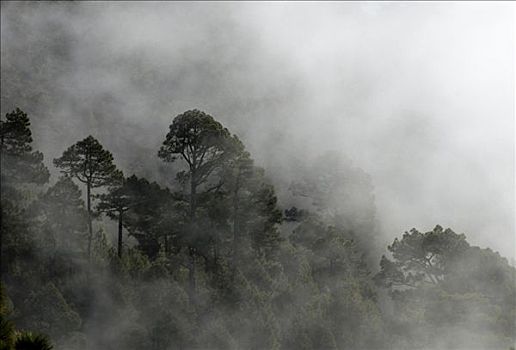 雾林,国家公园,帕尔玛,加纳利群岛,西班牙
