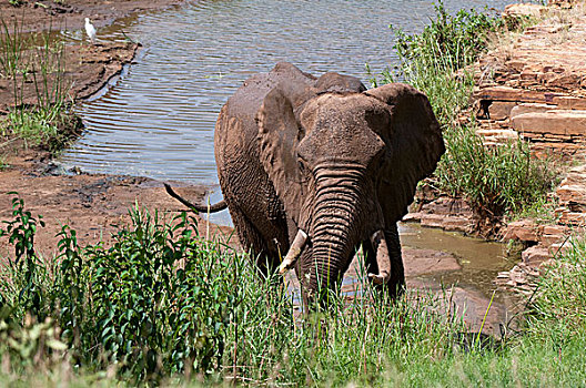 大象,非洲象,东察沃国家公园,肯尼亚