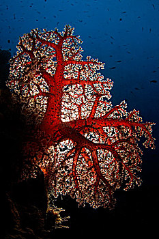 软珊瑚,湾,巴布亚新几内亚,水下