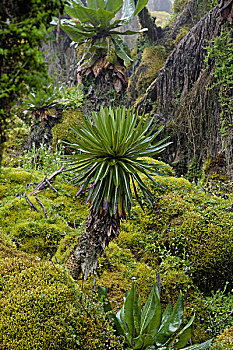 年轻,巨大,山梗莱属植物,高山,乌干达
