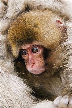 肖像,幼仔,日本猕猴