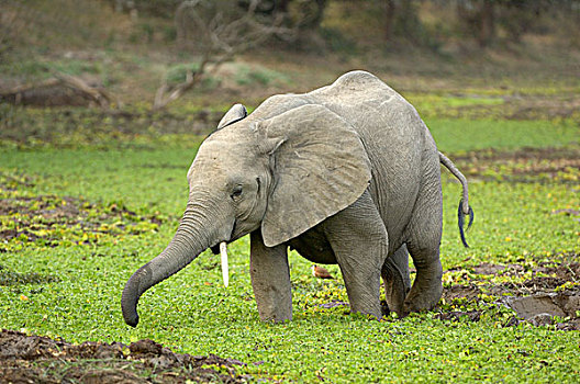 非洲,大象,年轻,走,湿地,南卢安瓜国家公园,赞比亚
