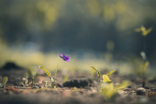 紫花地丁