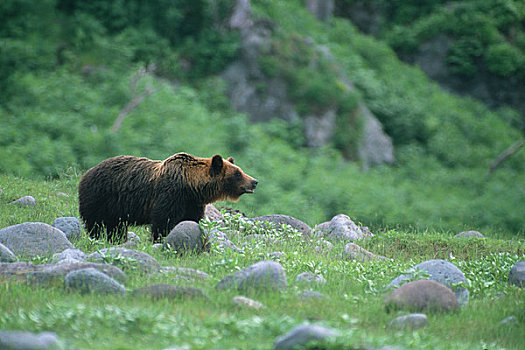 草,棕熊