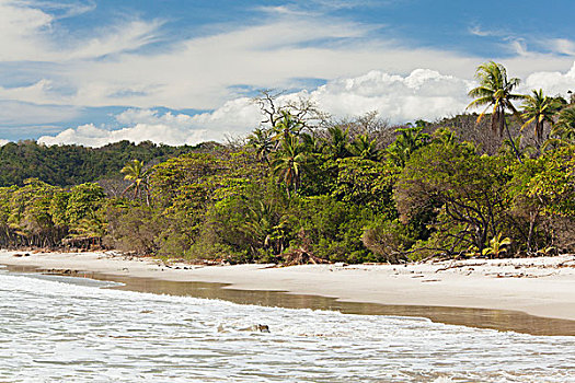 海滩,靠近,尼科亚,半岛,蓬塔雷纳斯,省,哥斯达黎加