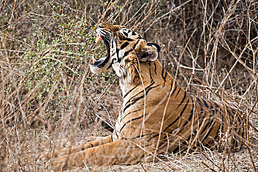 孟加拉虎,虎,哈欠,伦滕波尔国家公园,拉贾斯坦邦,印度,亚洲