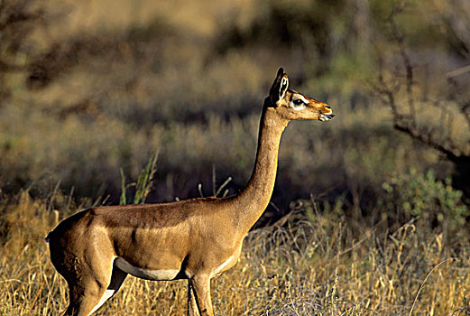 肯尼亚,非洲瞪羚,长颈羚,雌性,站立