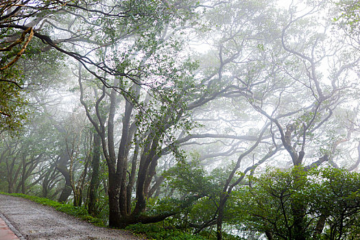 台北山区的森林步道绿树遮阴清新好空气