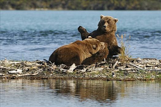 阿拉斯加,棕熊,幼仔,卡特麦国家公园,美国