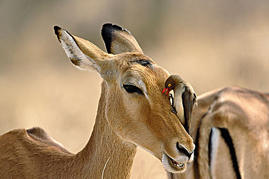雌性,黑斑羚,红嘴牛椋鸟,清洁,寄生物,头部,桑布鲁野生动物保护区,肯尼亚