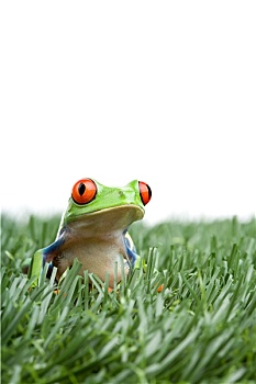 红眼树蛙,草丛