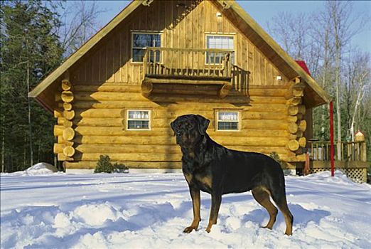 罗特韦尔犬,狗,雪中,户外,家