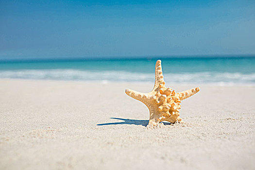 海星,沙子,海滩,晴天