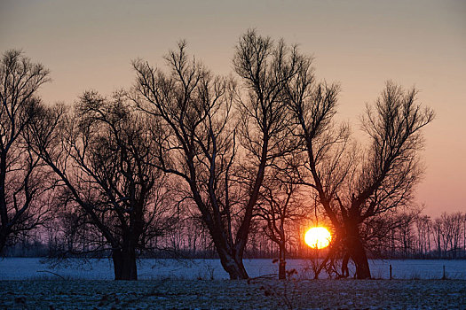 梅克伦堡前波莫瑞州,栗子树,日落