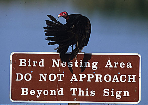 美国,佛罗里达,美洲鹫,羽毛,鸟,小心,标识