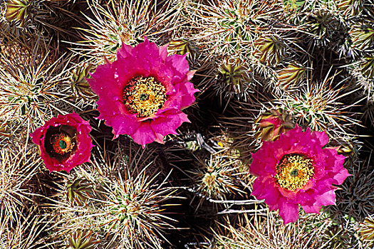 特写,开花,山谷,安萨玻里哥沙漠州立公园,加利福尼亚