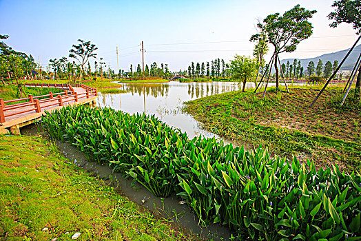 草地,道路,花木,绿色