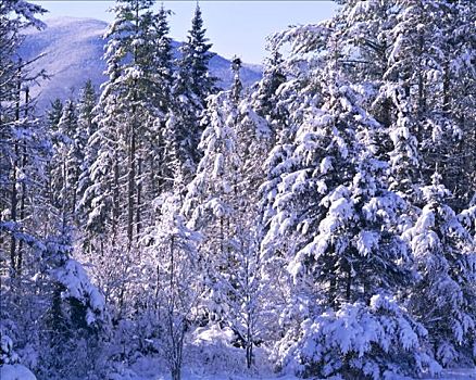 怀特山,冬天,怀特山国家森林,阿巴拉契亚山脉,新罕布什尔