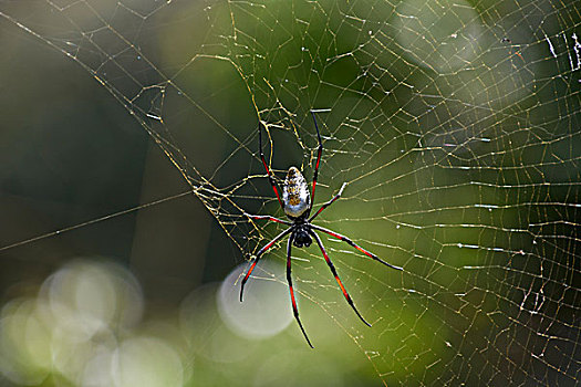 金色,蜘蛛丝,上郎蜘蛛,蜘蛛网,湿地,公园,南非