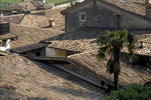 棕榈树,屋顶,意大利