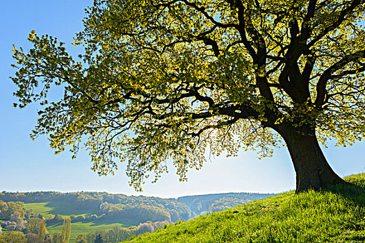 老,橡树,风景,早春,奥登瓦尔德,黑森州,德国