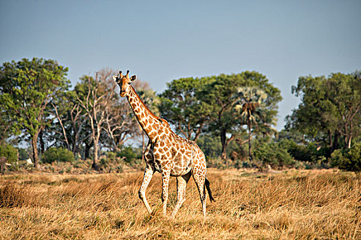 长颈鹿,走,草地,树,博茨瓦纳,非洲,大幅,尺寸